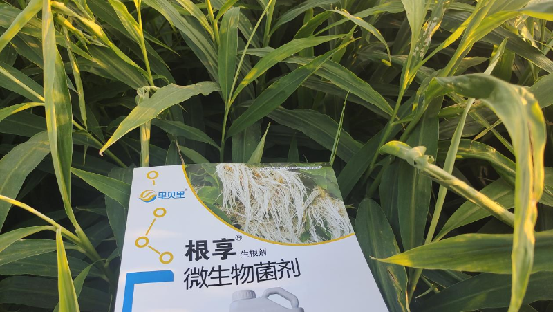 大姜种植施肥—河北大姜