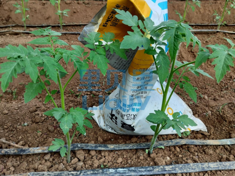 番茄定植用什么肥成活率高？