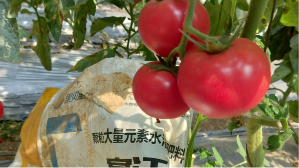 西红柿追肥如何选择产品？