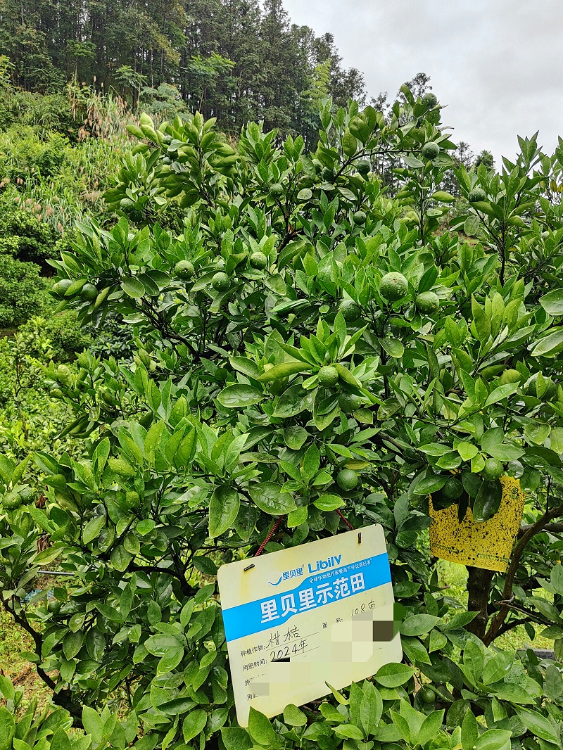 水溶肥厂家—福建张总