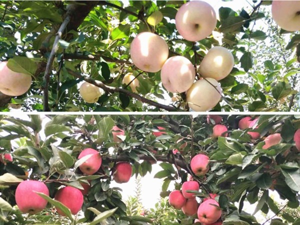 磷酸二氢钾在苹果上转色效果怎么样？