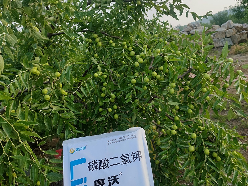 枣树种植—安徽沈老板灵枣